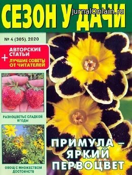 Сезон у дачи №4, февраль 2020